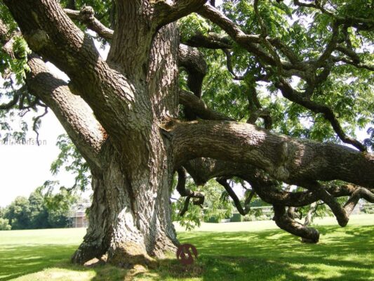 Nội thất gỗ óc chó sang trọng - hơi thở nhịp sống hiện đại