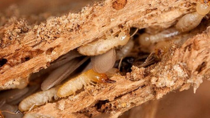 chong-moi-mot-cua-go-oc-cho