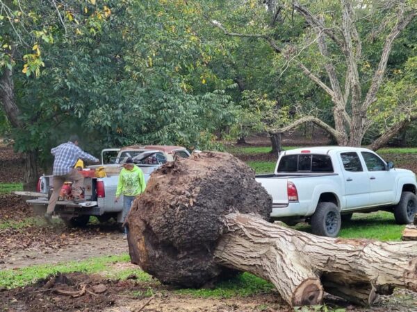 Khám Phá Ưu Điểm Nổi Bật Của Gỗ Óc Chó – Lựa Chọn Hoàn Hảo Cho Nội Thất Cao Cấp