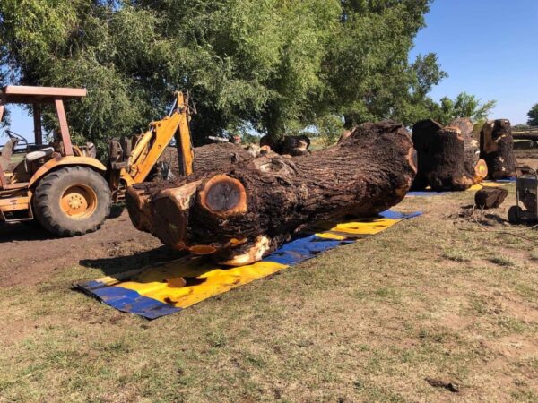 Gỗ óc chó có đắt không? Địa chỉ mua gỗ óc chó chuẩn