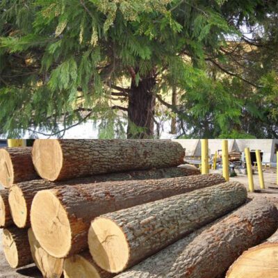 Tìm hiểu về gỗ bách xanh và những ứng dụng của nó