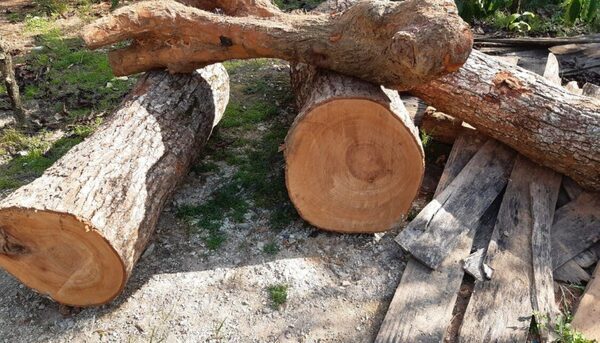 Gỗ xá sị là gì? Đặc điểm và ứng dụng của gỗ