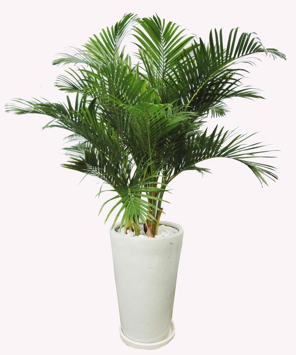 Các loại cây phong thủy giúp ngôi nhà hút tài lộc