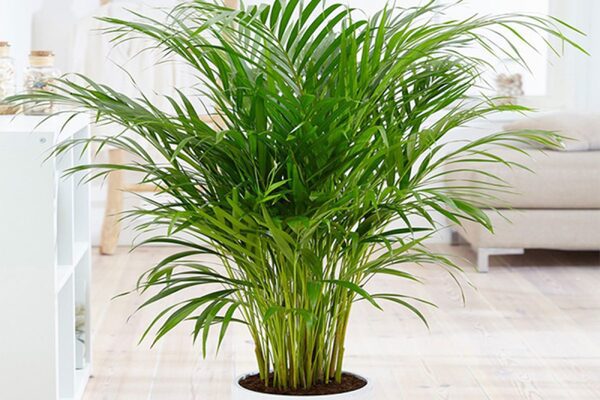 Các loại cây phong thủy giúp ngôi nhà hút tài lộc