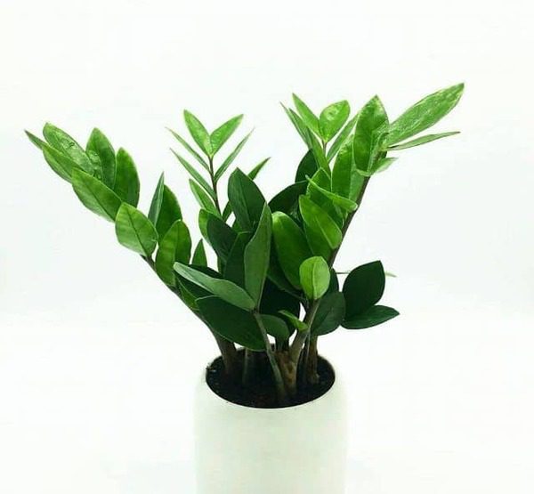 Các loại cây phong thủy giúp ngôi nhà hút tài lộc
