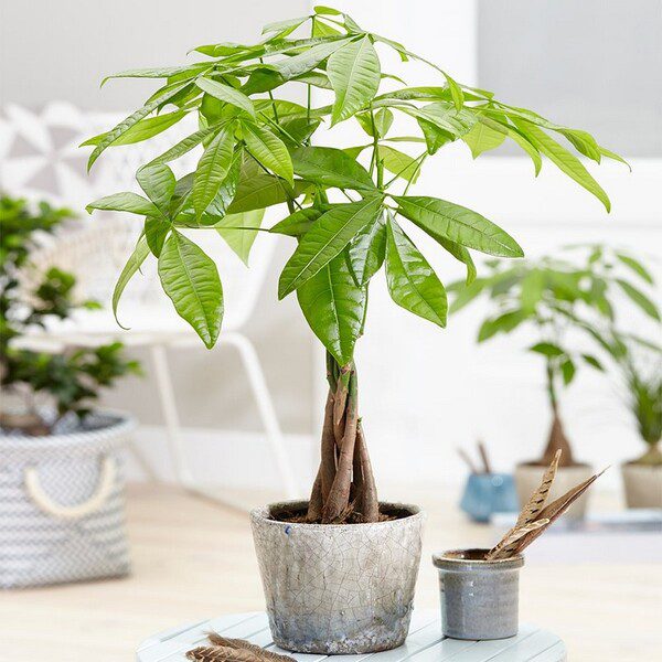 Các loại cây phong thủy giúp ngôi nhà hút tài lộc