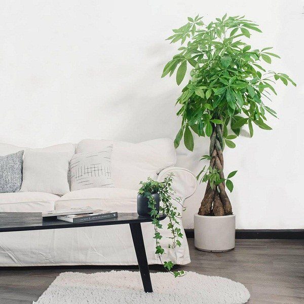 Các loại cây phong thủy giúp ngôi nhà hút tài lộc