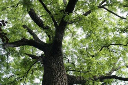 Gỗ mun là gì? Đặc điểm, phân loại, báo giá và ứng dụng mới nhất